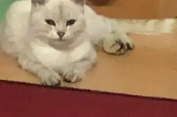 Кошка найдена: ул. Сергея Лазо, Розовка - photo