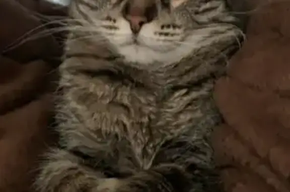 Кошки потеряшки, Ленинакан, фото: Потеряшка кошка Няша, Осенняя ул, 19А, Ленинакан