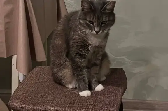 Пропала кошка, Заводская ул., 24, Б. Исток