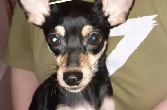 Пропала собака, ул. Бакунина, Томск