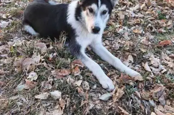 Найдена собака, Хабаровск, фото: Собака найдена: Пионерская ул., 50, Хабаровск