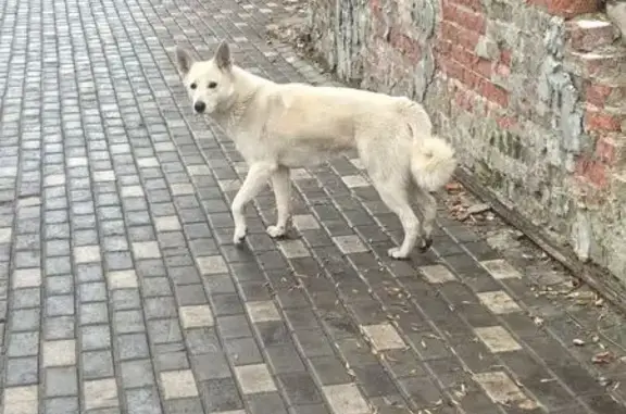 Собака найдена на Карла Маркса, 49, Томск