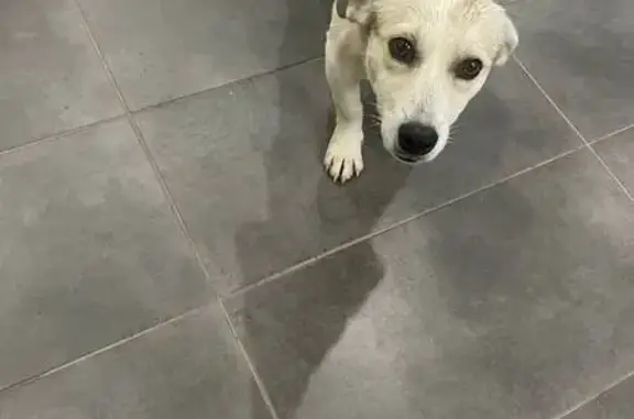 Белый пес найден у Профсоюзной 20, Волгоград