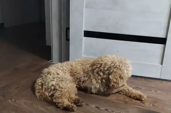 Найдена собака, Челябинск, фото: Собака найдена на ул. Воровского, Челябинск