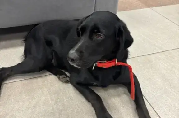 Найдена собака, Ижевск, фото: Чёрная собака найдена на ул. 9 Января, 219А