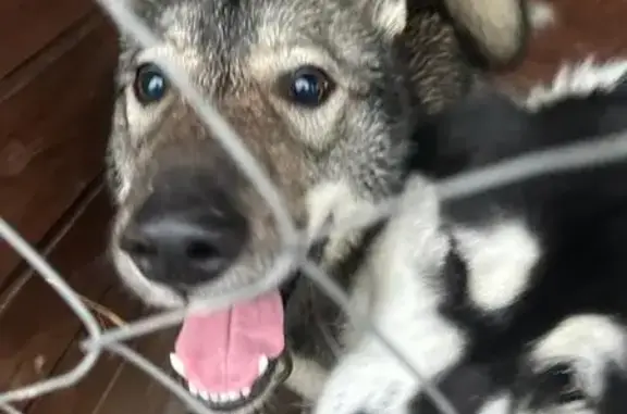 Найдена собака, Эссойльское, фото: Собака найдена в СНТ 