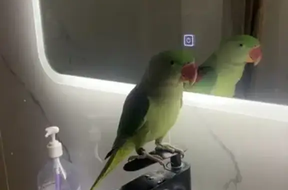 Пропала птица, пр. Астрахова, Мытищи