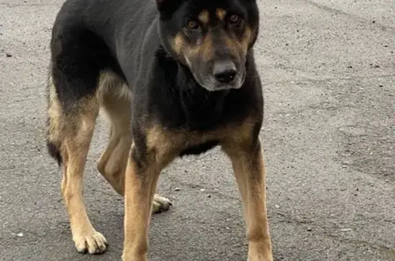 Найдена собака, Кемерово, фото: Собака найдена у АЗС «Разгон», Коммуны 18 к1