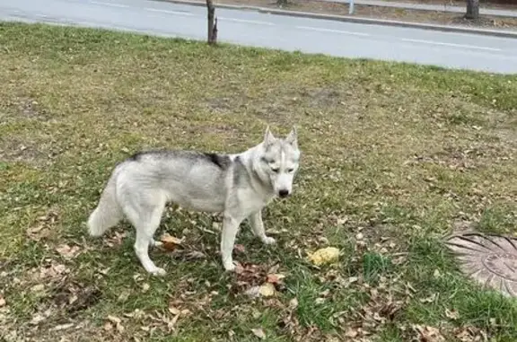 Найдена собака, Тюмень, фото: Хаски найдена у Геологоразведчиков, 46