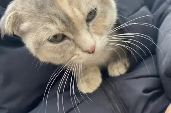 Найденные животные Ачинск, фото: Найдена вислоухая кошка, Ачинск, 1