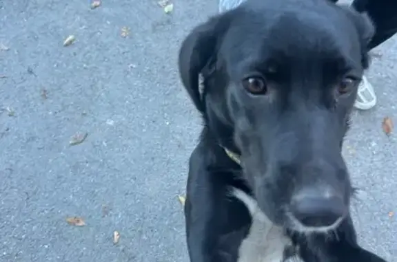 Найдена собака, Ростов-на-Дону, фото: Найдена собака, Доломановский 110/55