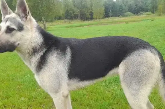 Собаки потеряшки, Ярославская область, фото: Потеряшка собака в Заячье-Холмском, Ярославль