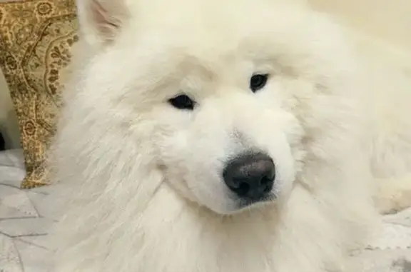 Собаки потеряшки, Иваново, фото: Потеряшка собака, ул. Свободы 13/1, Иваново