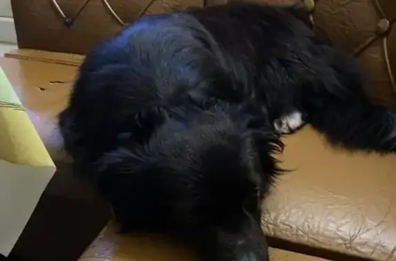 Найдена собака, Москва, фото: Собака найдена, ул. Мусы Джалиля, Москва