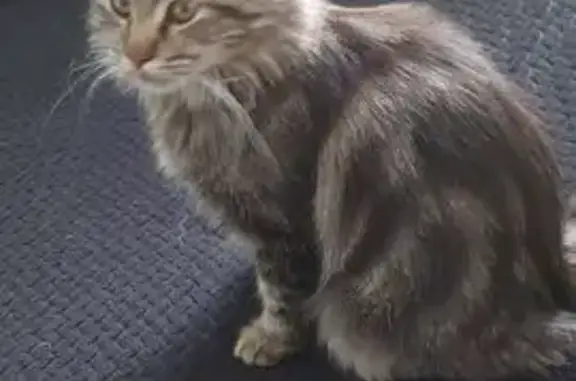 Найденные животные Краснодарский край, фото: Кошка найдена в Кропоткине, Краснодарский край