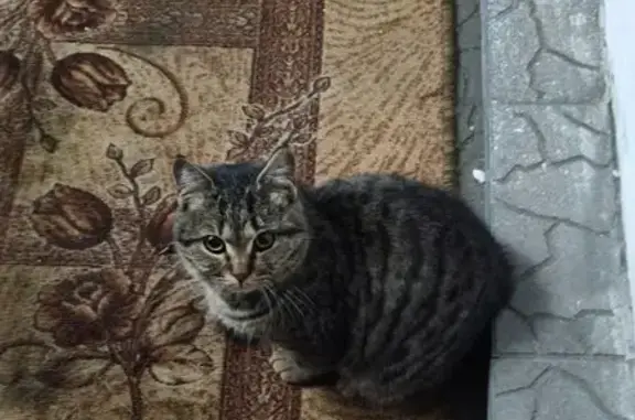 Найдена кошка, Чита, фото: Кошка найдена: Ленинградская 67, Чита