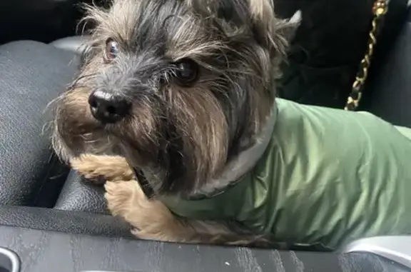 Пропала собака, Громовское, Ленобласть