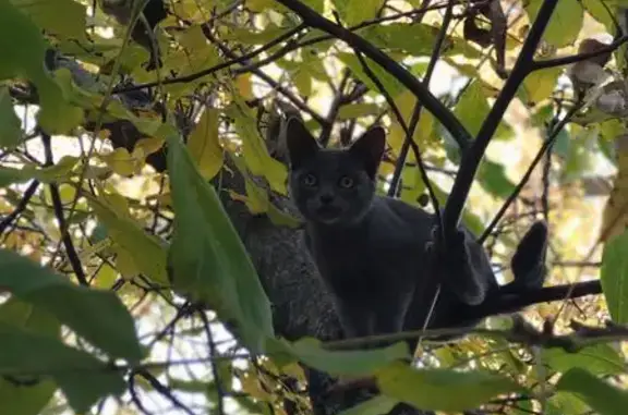Пропала кошка, Майская ул., 3, Волгоград