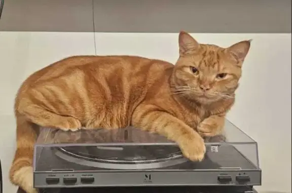 Кошки потеряшки, , фото: Потеряшка кот, Дачная ул. 11, Вольно-Надеждинское