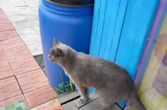 Кошки потеряшки, Кемеровская область, фото: Потеряшка кошка, Новокузнецк, Кемерово