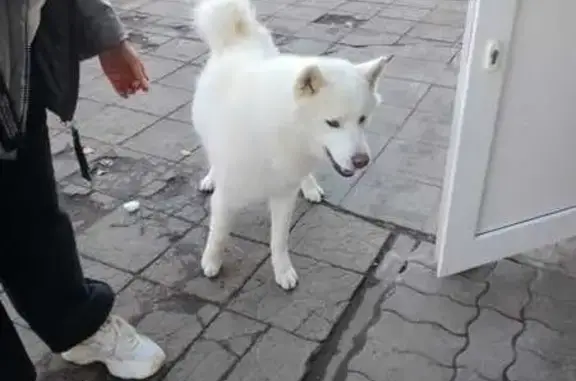 Пропала хаски, Одесская ул. 10, Энгельс