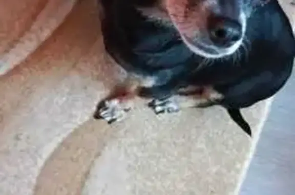 Собака найдена: ул. Зенитчиков, 16, Екб