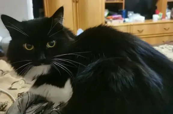 Пропала кошка, Маршала Голованова 5А