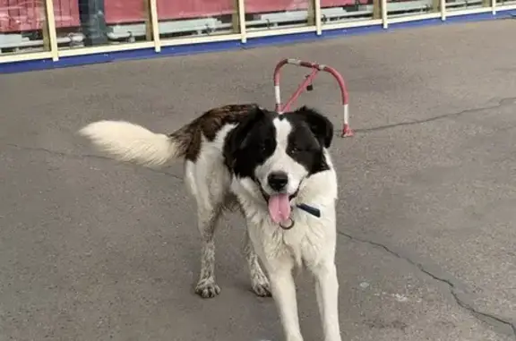 Найдена собака, , фото: Собака у ТРЦ «Лето», Чита, объездное шоссе