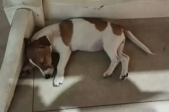 Собаки потеряшки, Ростов-на-Дону, фото: Потеряшка собака, ул. Евдокимова, Ростов-на-Дону