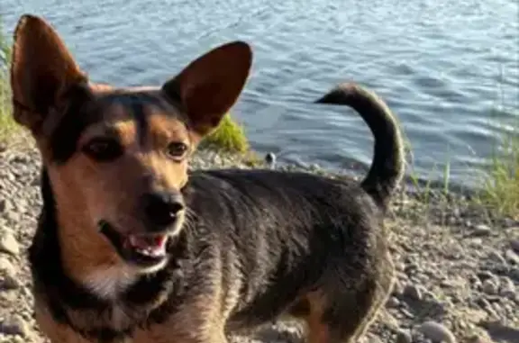 Собаки потеряшки, Маркова (иркутский), фото: Потеряшка собака, Ромашковая 3/1, Маркова