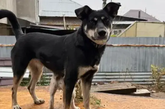 Собаки потеряшки, Нижний Новгород, фото: Потеряшка собака на Ленина 72а, Н. Новгород