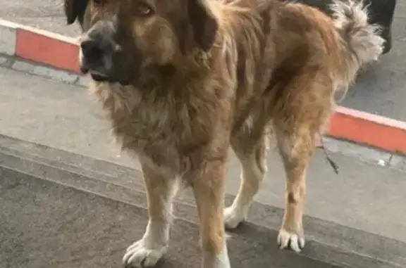 Собаки потеряшки, Чита, фото: Потеряшка собака в Чите, Северный район