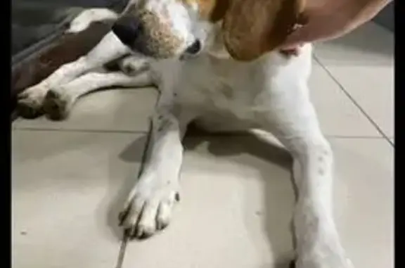 Собака найдена: Родосская ул., 1, Ставрополь