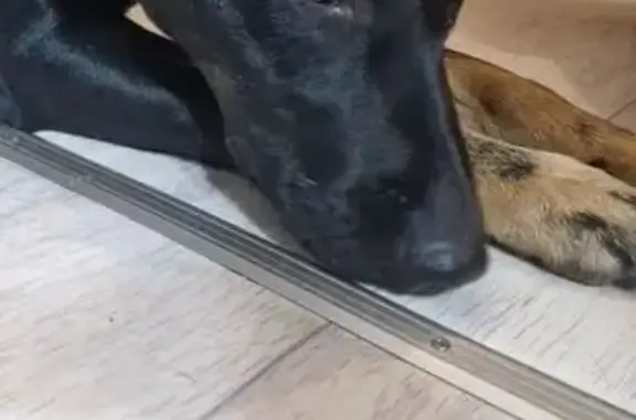 Найдена собака, Челябинск, фото: Найдена собака, ул. Калинина, 11, Челябинск