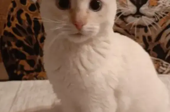 Найдена кошка, Астрахань, фото: Кошка найдена: 3-я Керченская, 58, Астрахань