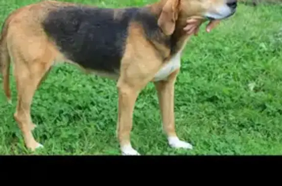 Пропала собака, Емельяново, Красноярск