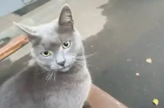 Найдена кошка, Альметьевск, фото: Найдена кошка, ул. Ленина, 2А, Альметьевск