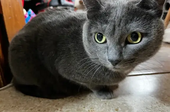 Найдена кошка, Томск, фото: Кошка найдена: ул. Карла Ильмера, 6, Томск