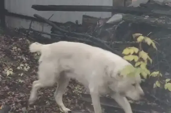 Найдена собака, Ерёмино, фото: Найден добрый алабай, Ерёмино, 11А