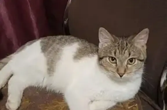 Кошки потеряшки, Казань, фото: Потеряшка кошка, ул. Лянгузова 45/78, Казань