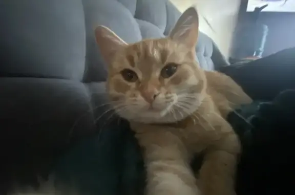 Пропала кошка, Шуваловская ул., Шувалово