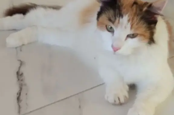 Кошки потеряшки, Брянская область, фото: Потеряшка кошка в Отрадном, Брянская обл.