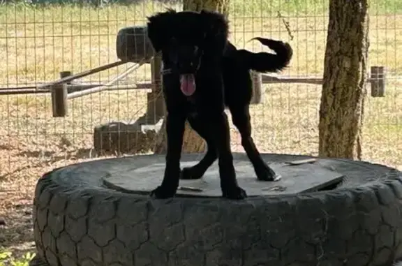 Пропала собака, ул. Ленина 25, Краснокамск