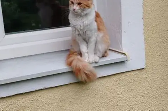 Кошки потеряшки, Подольск, фото: Потеряшка кошка, Калужская ул. 17, Подольск