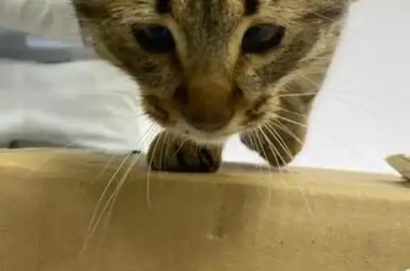 Кошка найдена: ул. Губкина, 18Б, Казань