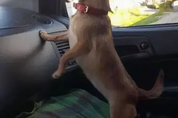 Собаки потеряшки, Санкт-Петербург, фото: Потеряшка чихуахуа, Латышских Стрелков 21Б