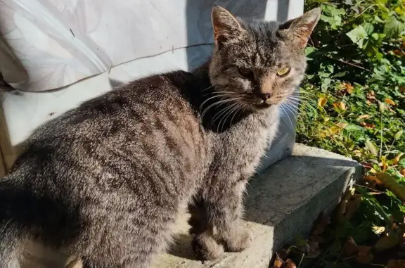 Найдена кошка, Майкоп, фото: Кошка найдена: Адыгейская 168, Майкоп