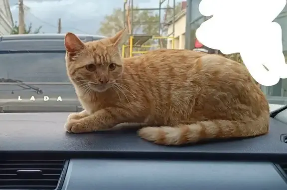 Кошки потеряшки, Белгородская область, фото: Потеряшка кошка в Валуйках, Белгородская обл.