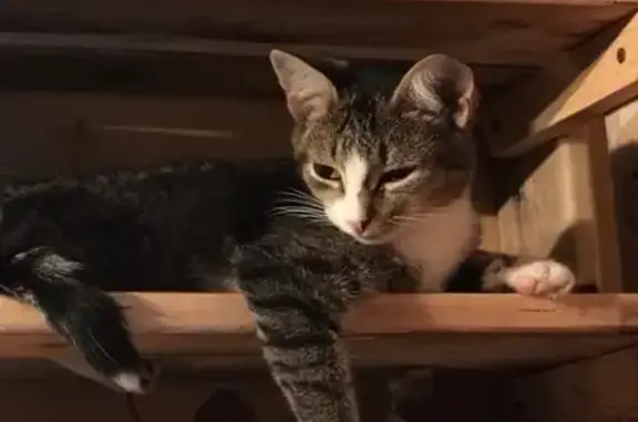 Пропала кошка, ул. Ломоносова, Челябинск