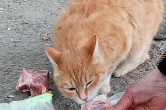 Найдена кошка, Екатеринбург, фото: Кошка Рыжая найдена, ул. Молодёжи 48